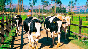 Cajamarca Relámpago 2
