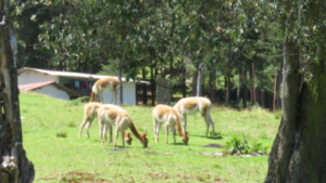 La Granja Porcón